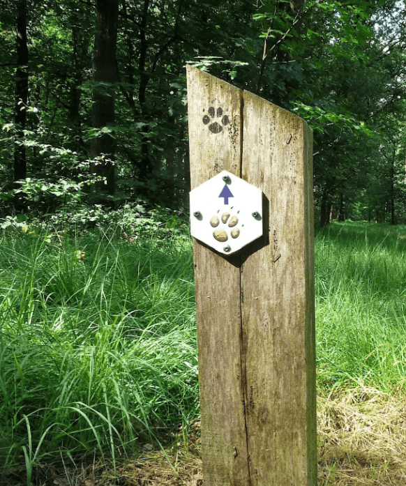 A wooden post with a white trail marker, featuring an upward arrow and paw prints, stands amidst the greenery of Hoge Kempen National Park.