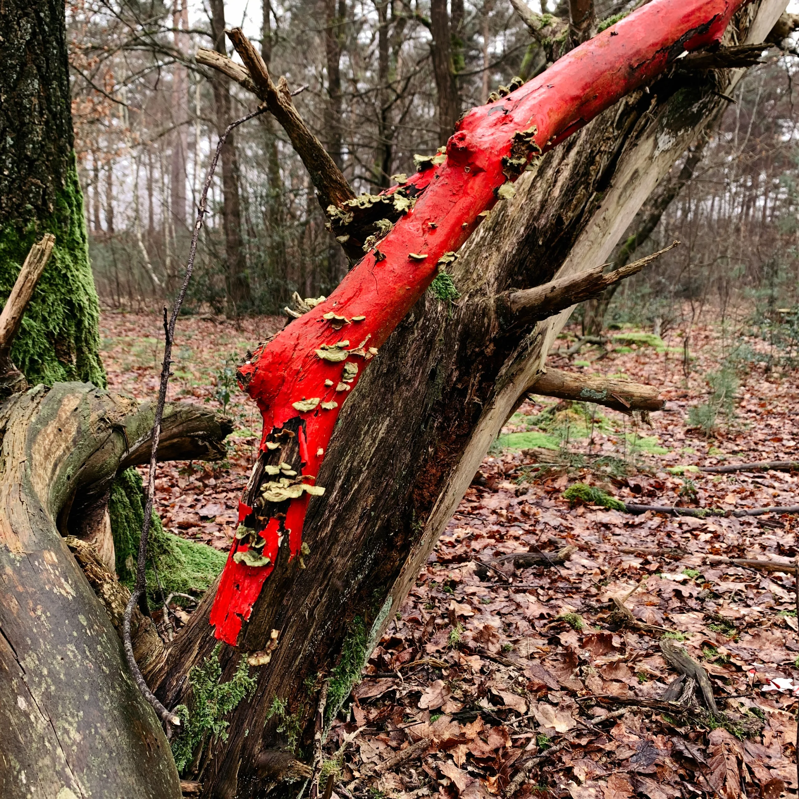A close-up view of a fallen tree adorned with brilliant red fungi and delicate green moss, set against a leaf-strewn forest floor. The damp atmosphere adds to the enchantment.