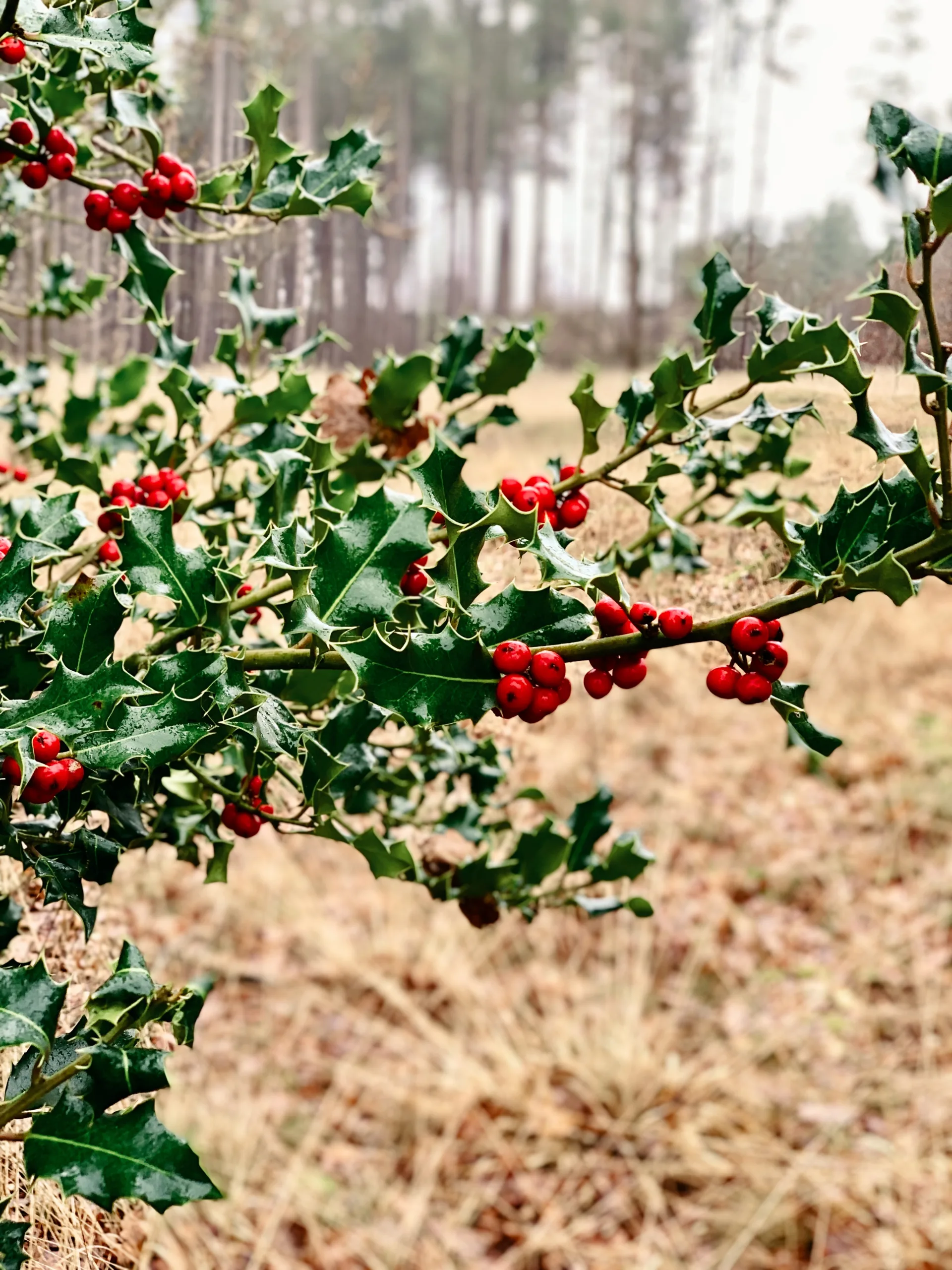 A close-up image of a holly branch with bright red berries and green leaves, with a blurred forest background