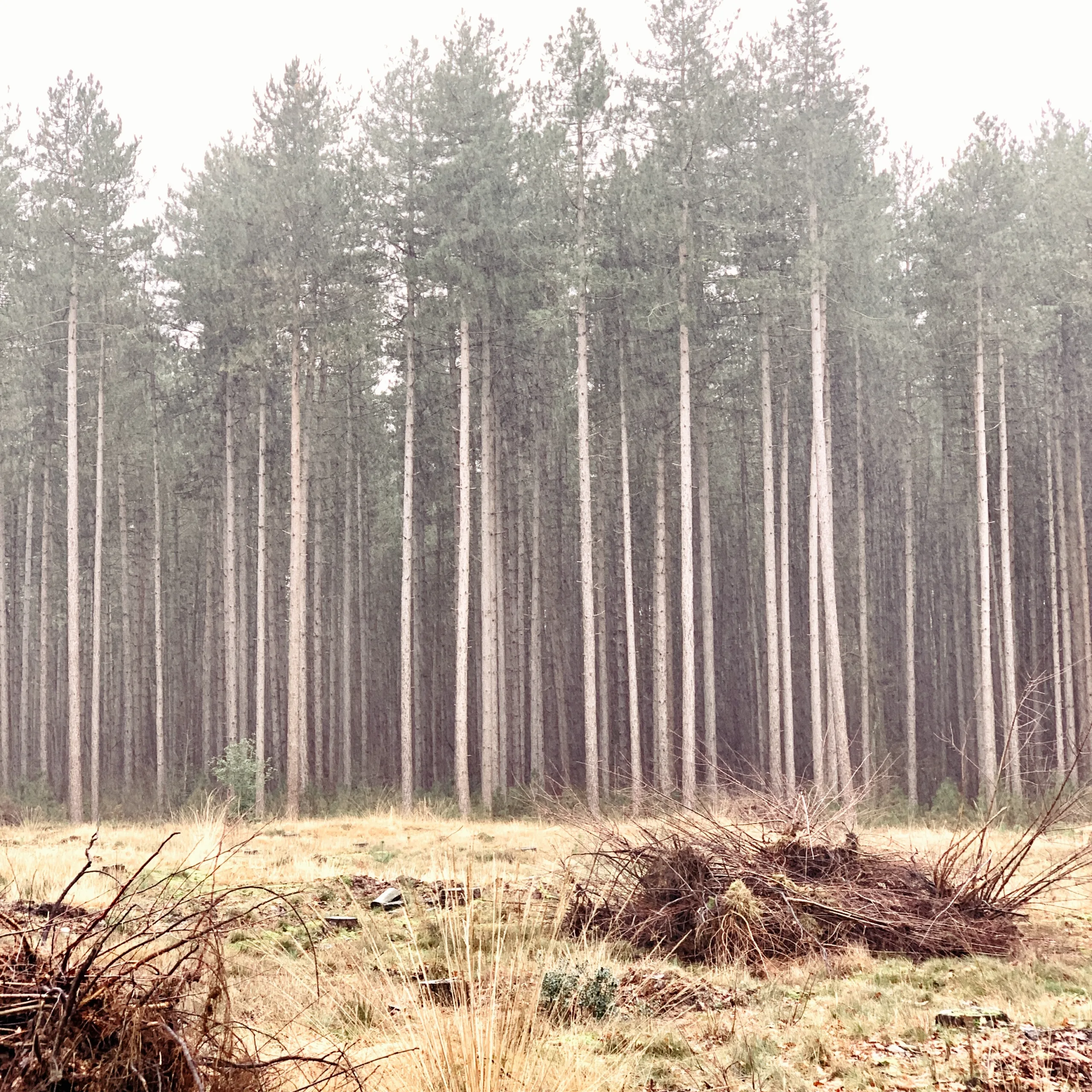 A misty forest scene with tall, thin trees and a pile of branches in the foreground at Hoge Kempen National Park